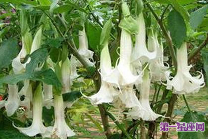 8月1日花语:白花曼陀罗,生日花语适度