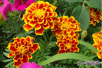 8月21日花语：孔雀草，生日花语爽朗