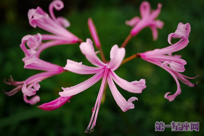 8月30日花语:柯勒西百合,生日花语安慰