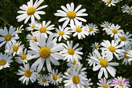 花语:法国菊,生日花语女权主义