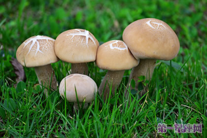 花语:蘑菇,生日花语滋味