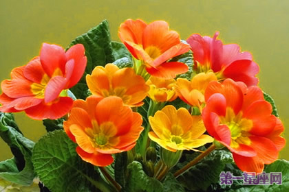 一月的花语是什么?报春花