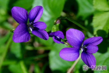 二月的花语是什么？紫罗兰