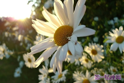 十一月的花语是什么？雏菊