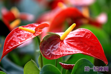 详解:红掌花语是什么?