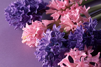 三八妇女节送丈母娘什么花？