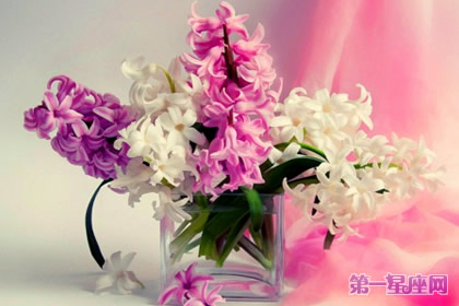 11月9日花语：风信子，生日花语注目