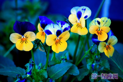 三色紫罗兰的花语是什么?