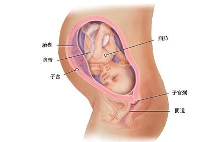 怀孕第三十一周