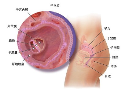 怀孕第四周