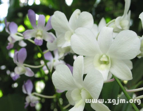 石斛兰的花语