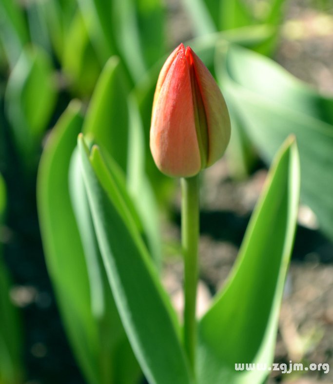 郁金香的花语