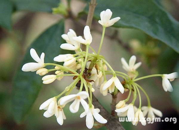 月桂树的花语