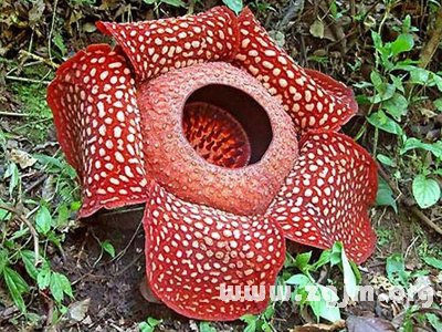 腐肉花花语