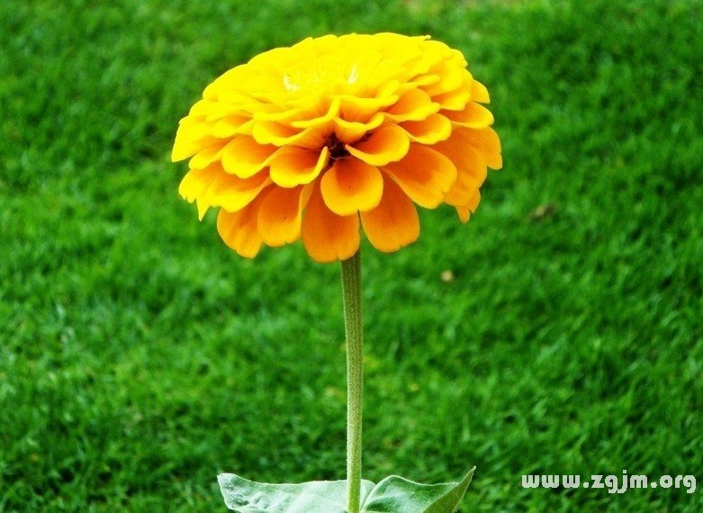 金盏花的花语