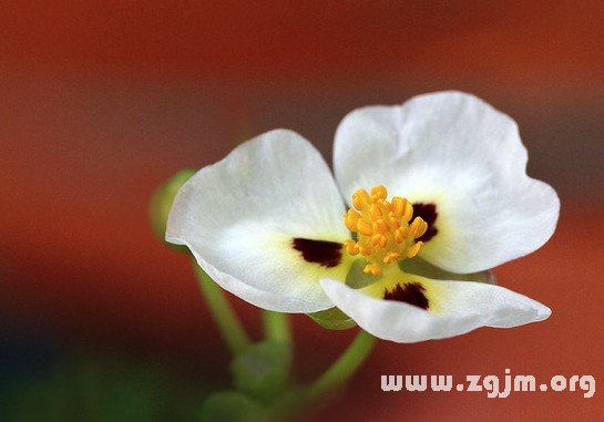 面高花的花语