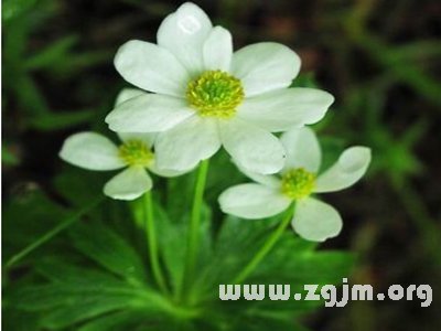 葶苈花语