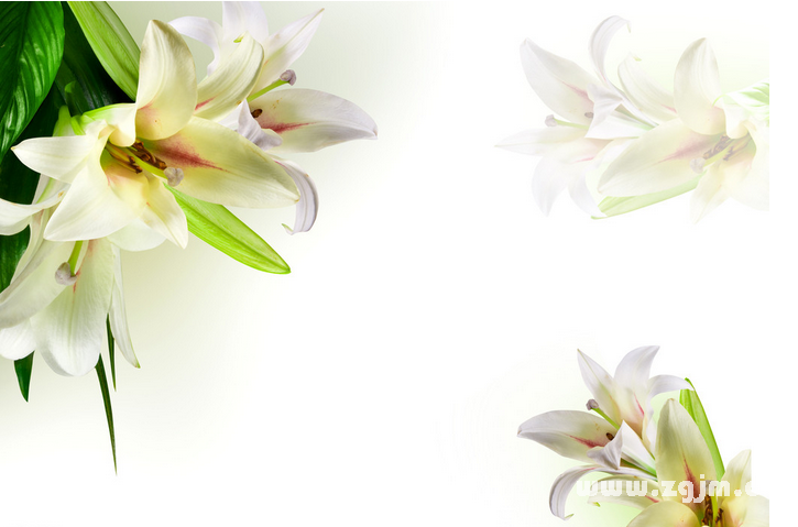 百合花的花语