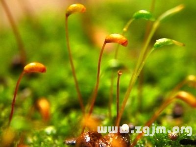 土马鬃花语