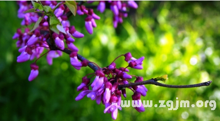 紫荆花的花语