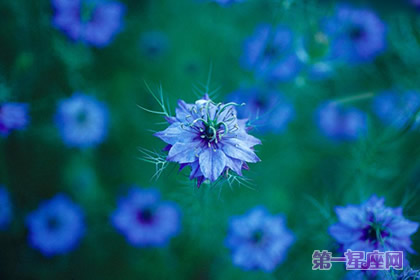 黑种草