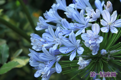 百子莲