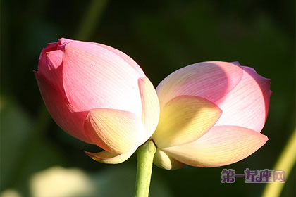 并蒂莲