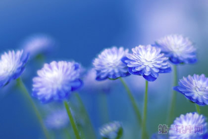 雪割草