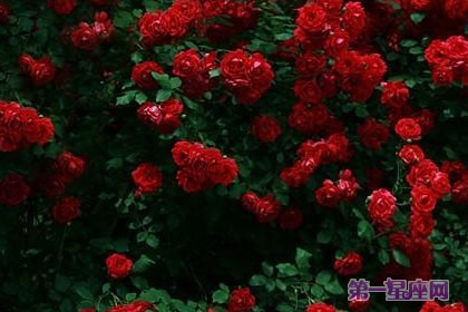深红蔷薇