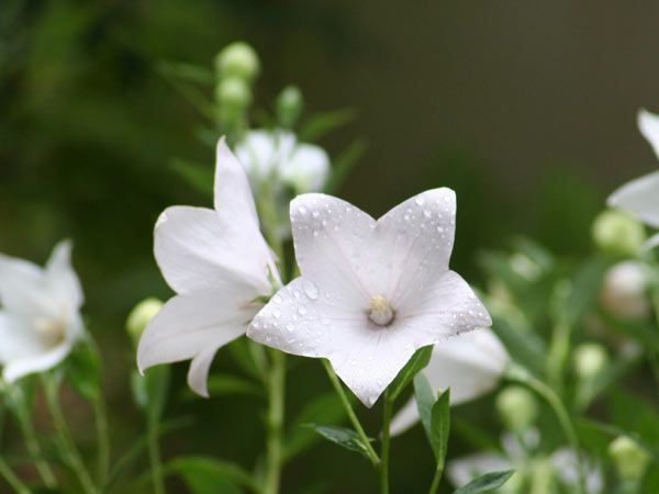 桔梗花