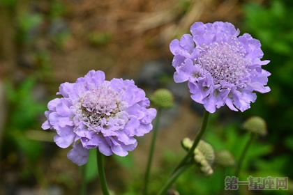 松虫草花语是什么?