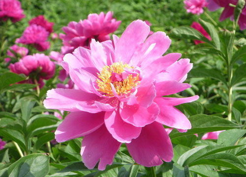 芍药花