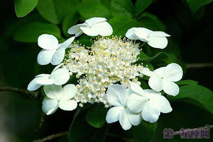 琼花的花语以及传说