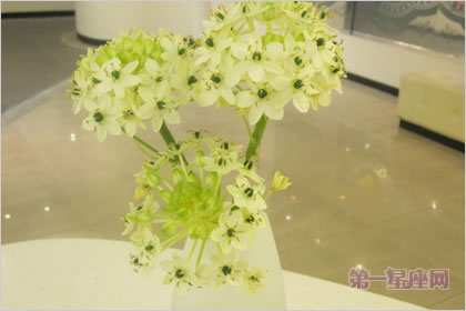 3月19日花语:伯利恒之星,生日花语敏感