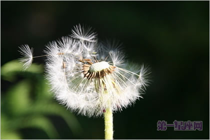 4月11日花语：蒲公英，生日花语多情