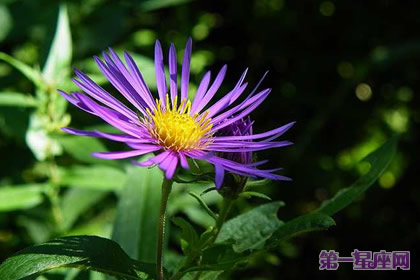9月3日花语：紫苑，生日花语说谎