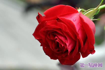 1朵玫瑰