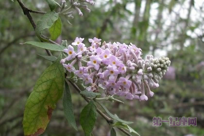 不常见的花与花语：密蒙花的花语