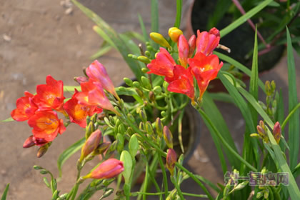 各种兰花花语