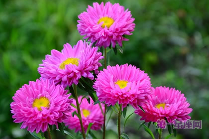 麦秆菊