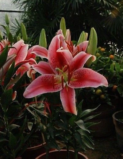 百合花