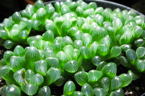冰灯玉露花语